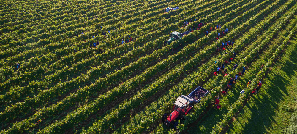 Di Lenardo Vineyards, un’azienda vinicola tradizionale e tecnologica