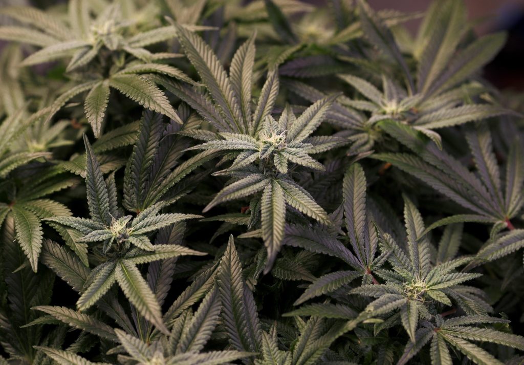 Coltivazione di cannabis, okay della Commissione