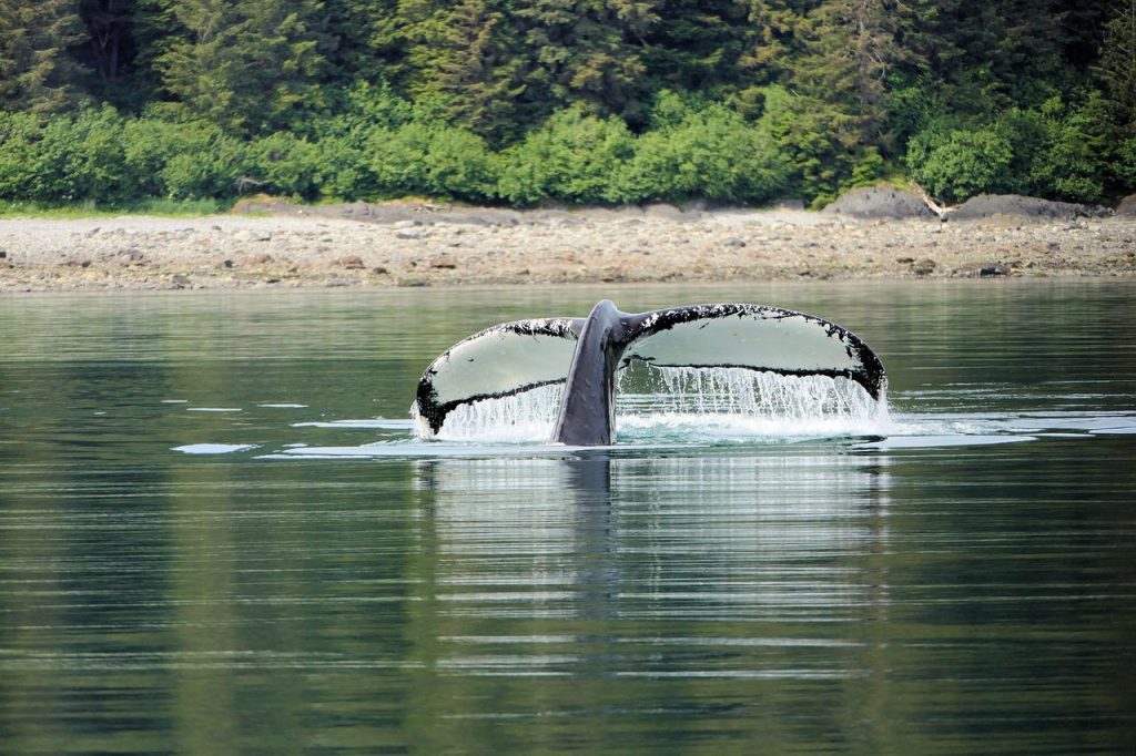 Avvistato nuovo cetaceo nella Senna