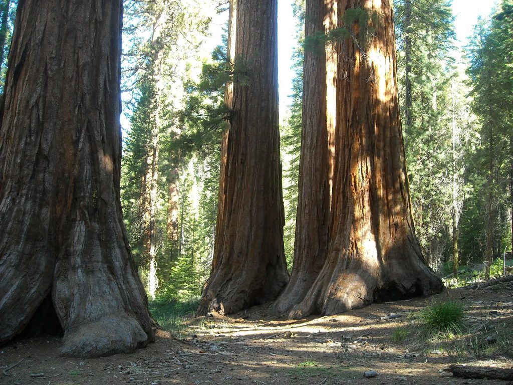 Incendio nel Parco Yosemite, a rischio sequoie millenarie
