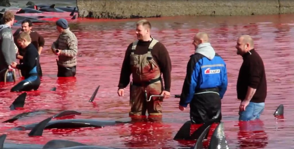 Isole Faroe, restrizioni sulla caccia ai delfini