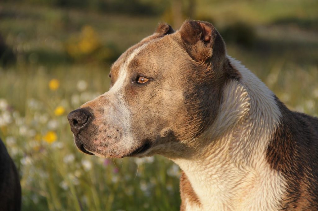 Spara ai pitbull che hanno azzannato il padre