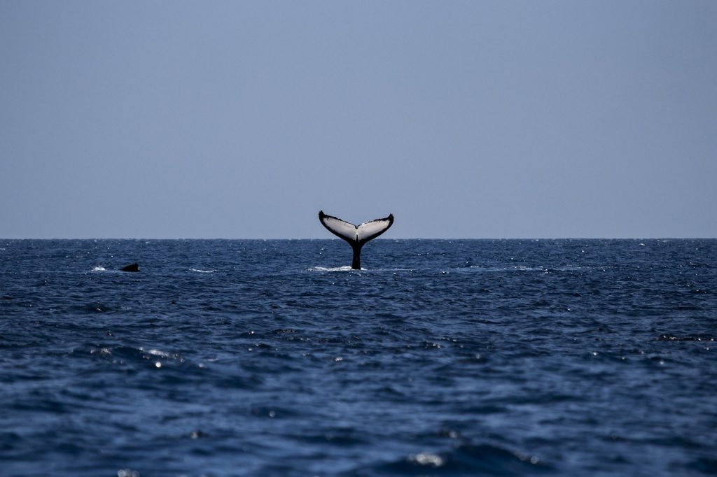 Scontro in barca con una balena: cinque morti