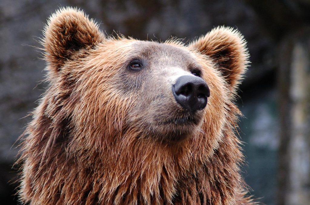 Trento, morta l’orsa F43