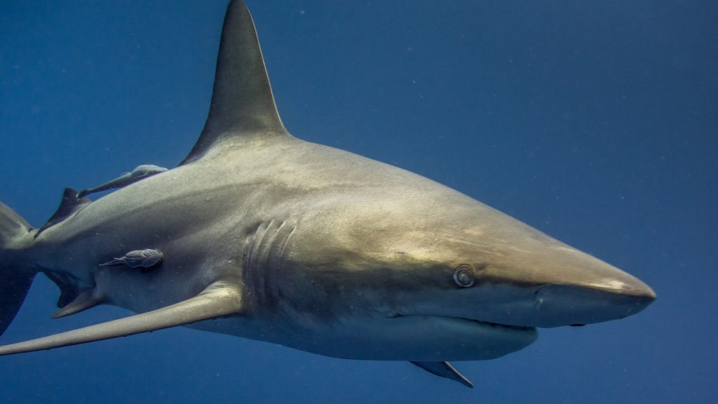Squalo uccide donna in vacanza alle Bahamas