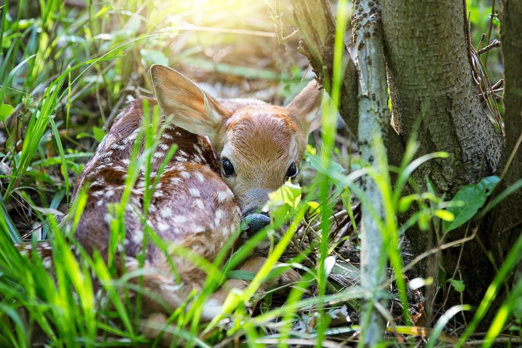 Bambi tornerà dalla famiglia che lo ha cresciuto