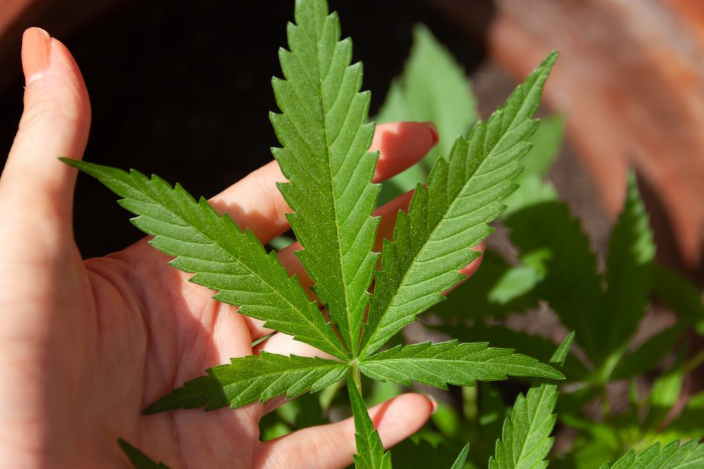 Cannabis, in Usa è allarme: i bambini che ne assumono per errore aumentano