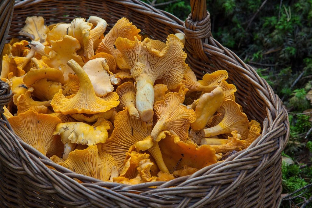 Italiani multati per aver raccolto 150 kg di funghi in Francia