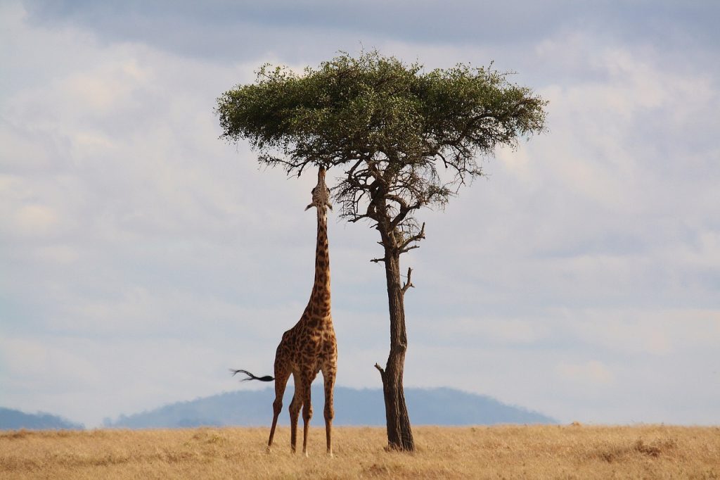 Sud Africa, bimba di 16 mesi calpestata da una giraffa