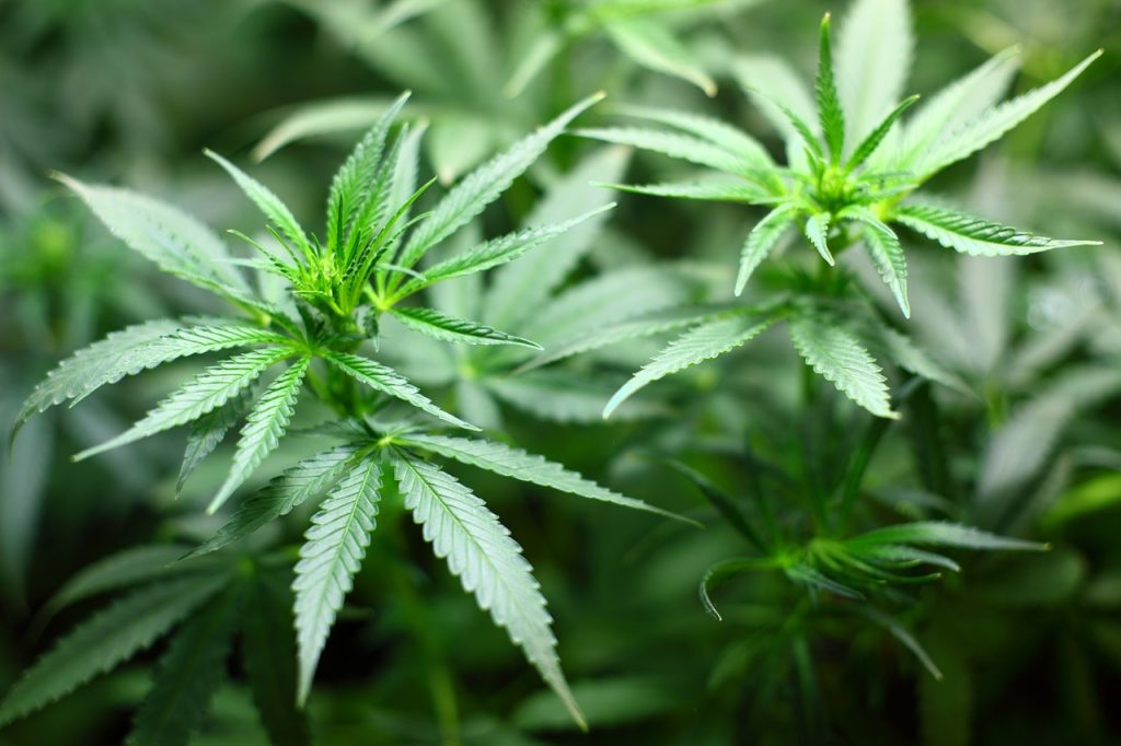 Corriere di insalate e droga fermato dopo Ventimiglia