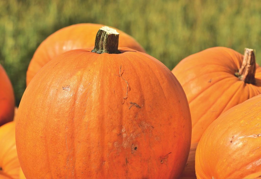 Zucca da 1.196 kg: è record