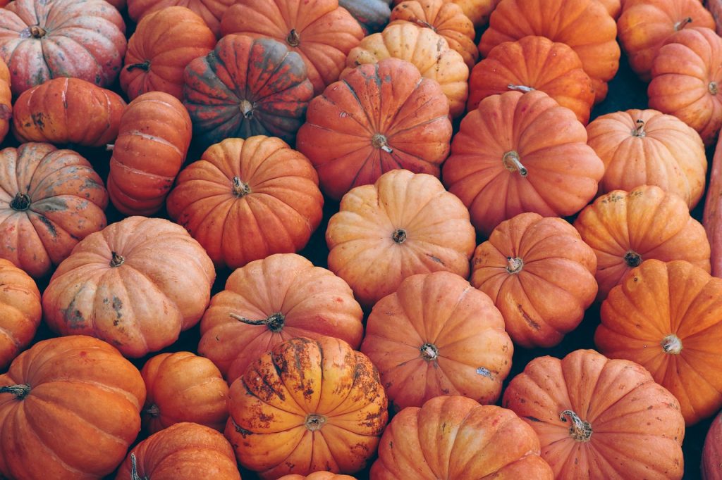Portland, gli elefanti giocano con le zucche di Halloween