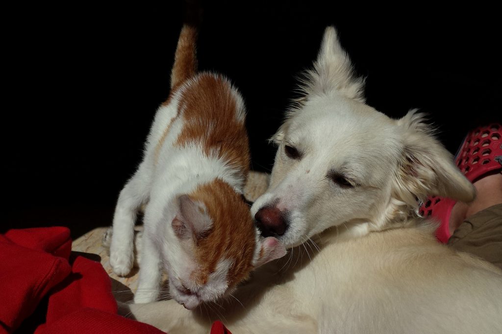Veglia la cagnolina morta, la storia di Monday