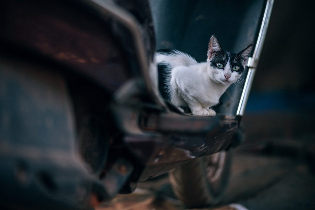 Né maschio né femmina, Hope il gattino cerca casa