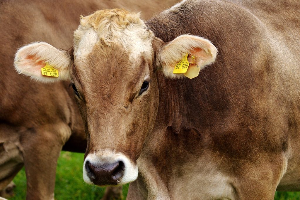 Un bovino la schiaccia durante la visita, morta veterinaria 25enne