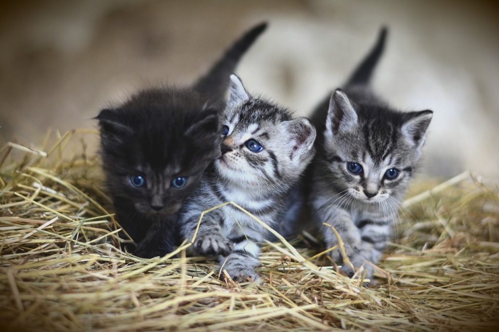 I gatti riconoscono la voce del padrone, lo studio