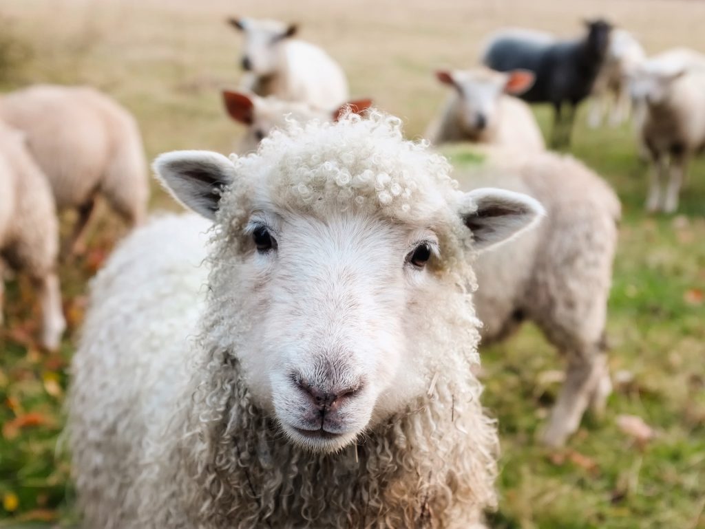 Lo strano “rito” delle pecore che camminano in cerchio