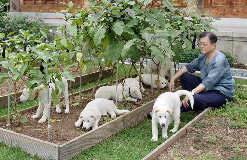 I cani regalati da Kim Jong-un vanno allo zoo