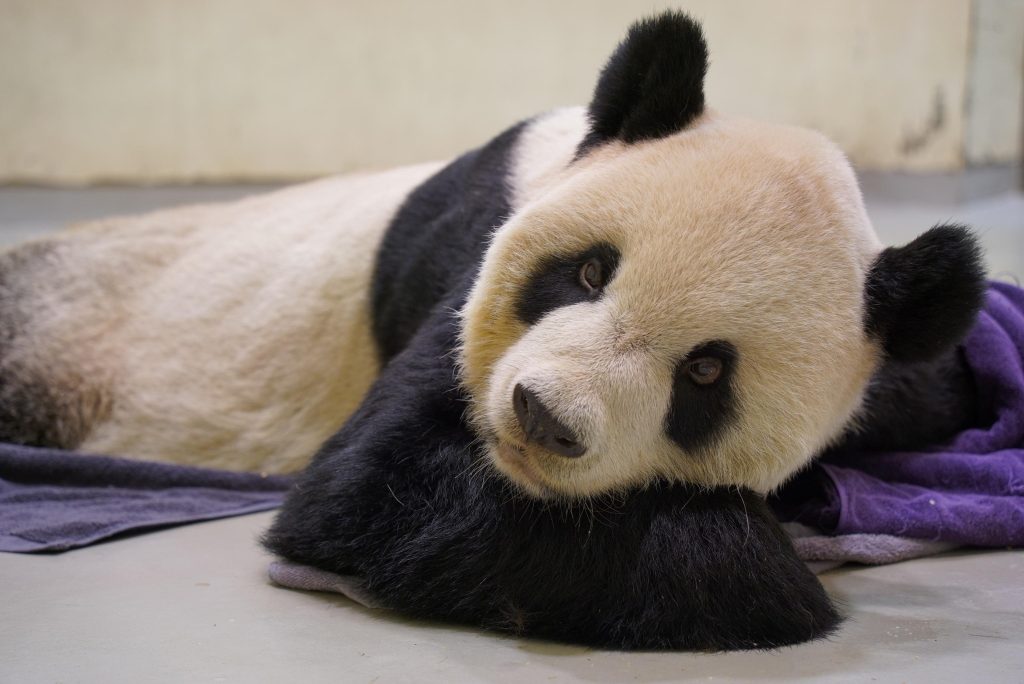 Addio Tuan Tuan, panda donato dalla Cina a Taiwan