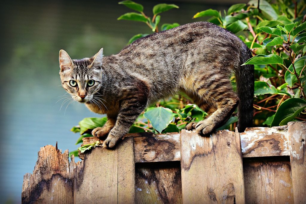Qatar 2022, l’Inghilterra torna a casa con un gatto