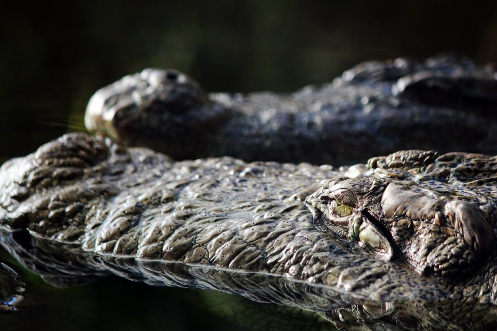 Antico alligatore asiatico, identificata nuova specie COCCODRILLO