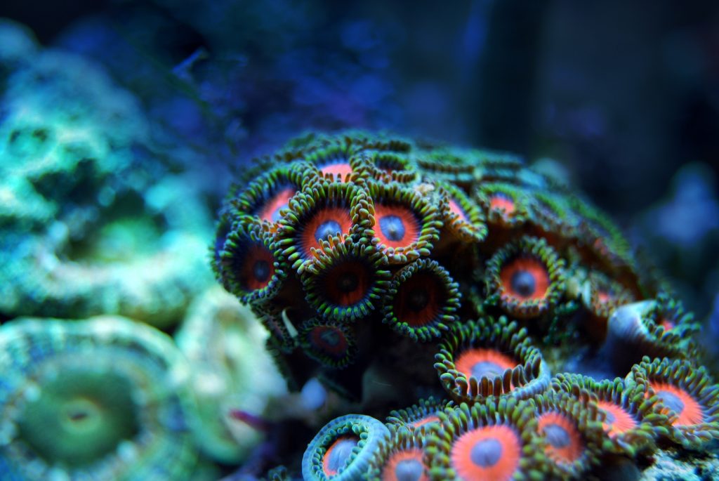 Le barriere coralline delle profondità, ignorate ma straordinarie