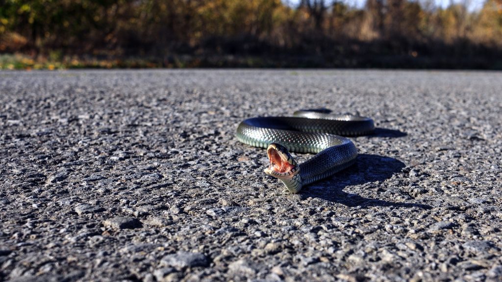 Australia, serpente nel cofano della macchina