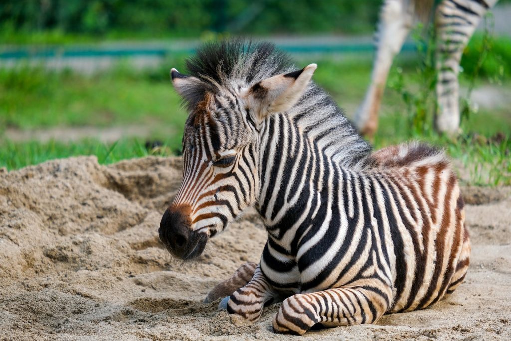 Nasce primo cucciolo di zebra al Bioparco Zoom