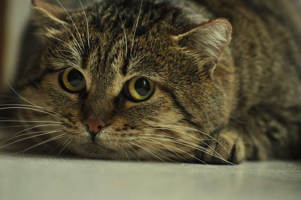 Bouquet? Al matrimonio due sposi lanciano un gatto