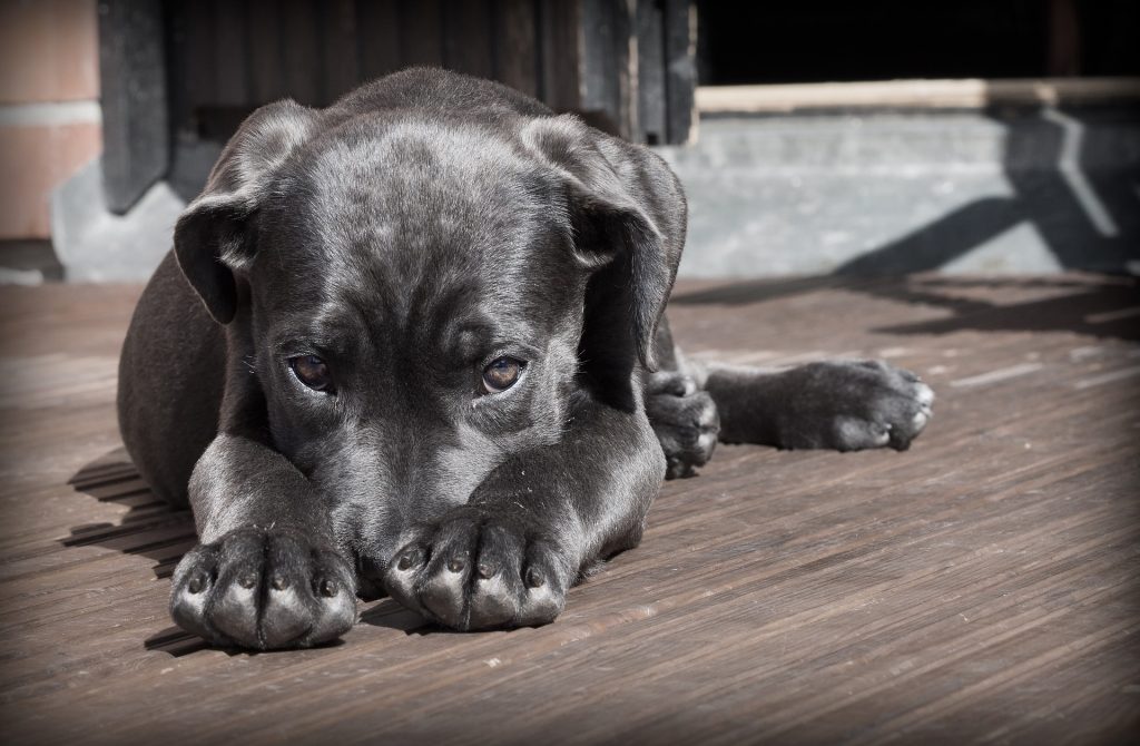 Annega cercando di salvare il cane, tragedia a San Teodoro