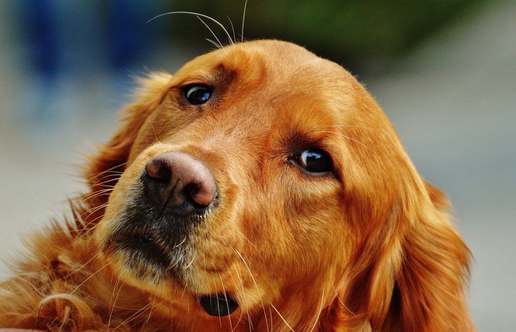 Cane azzanna un bimbo al viso