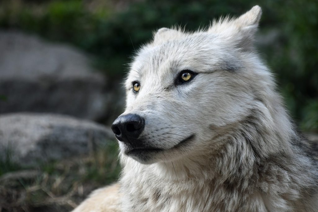 L’abbattimento dei lupi in Svezia divide cacciatori e animalisti
