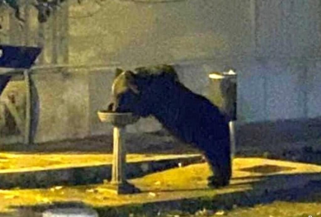 Addio all’orso Juan Carrito: è stato investito da un’auto