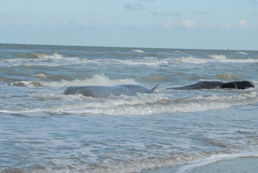 Balena spiaggiata nel Long Island, accusa all’offshore
