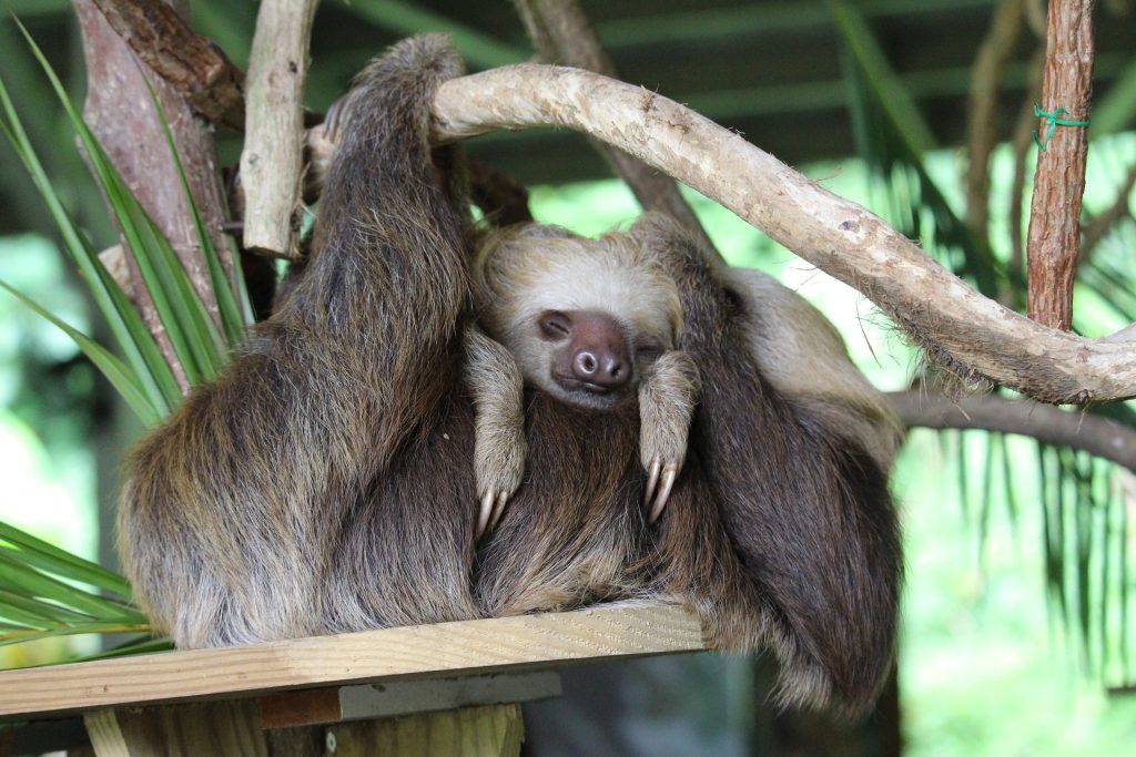 Un piccolo bradipo è il primo nato del 2023 allo zoo di Londra