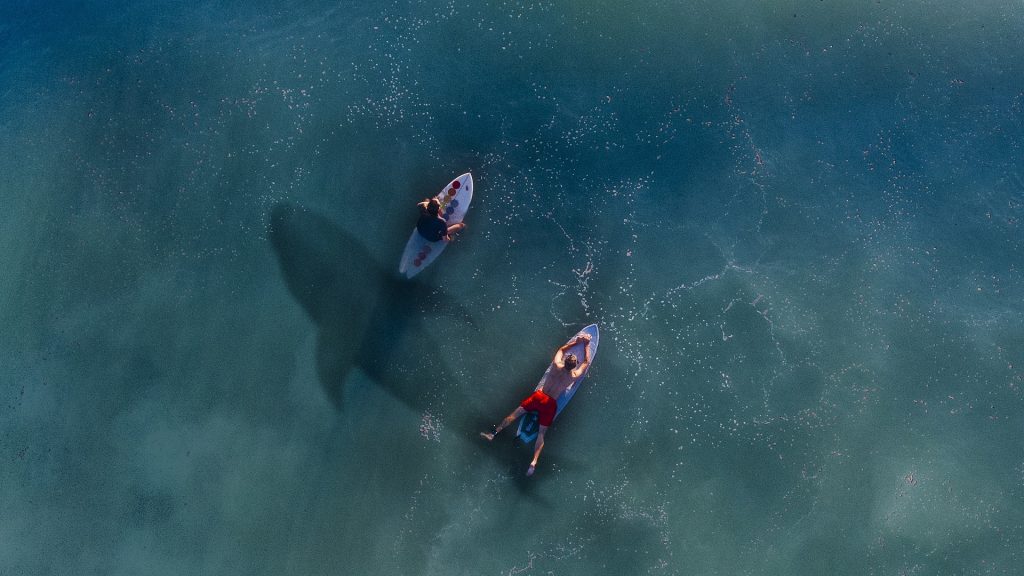 Australia, bagnanti nuotano vicino ad uno squalo
