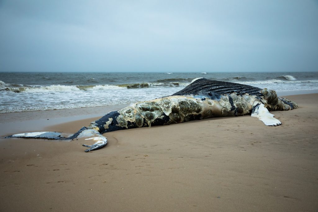 New Jersey, megattera arenata e morta ad Atlantic City