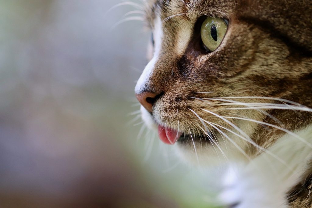 Dallas-San Francisco, un gatto si perde tra i sedili del volo