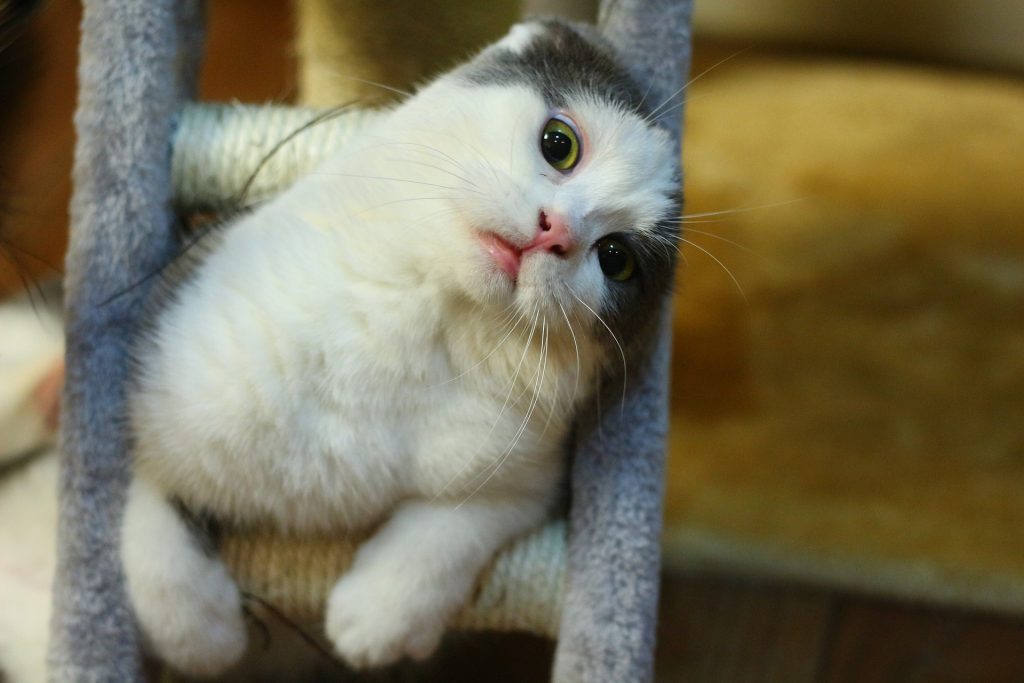 I nostri gatti sono stressati quanto noi