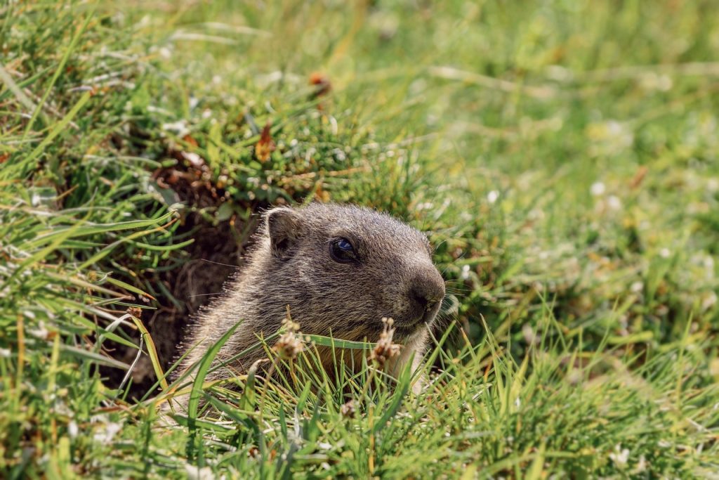 Altre 6 settimane di inverno, dice la marmotta Phil