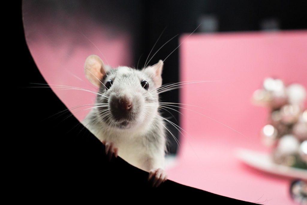 In Israele i ratti diagnosticano il cancro