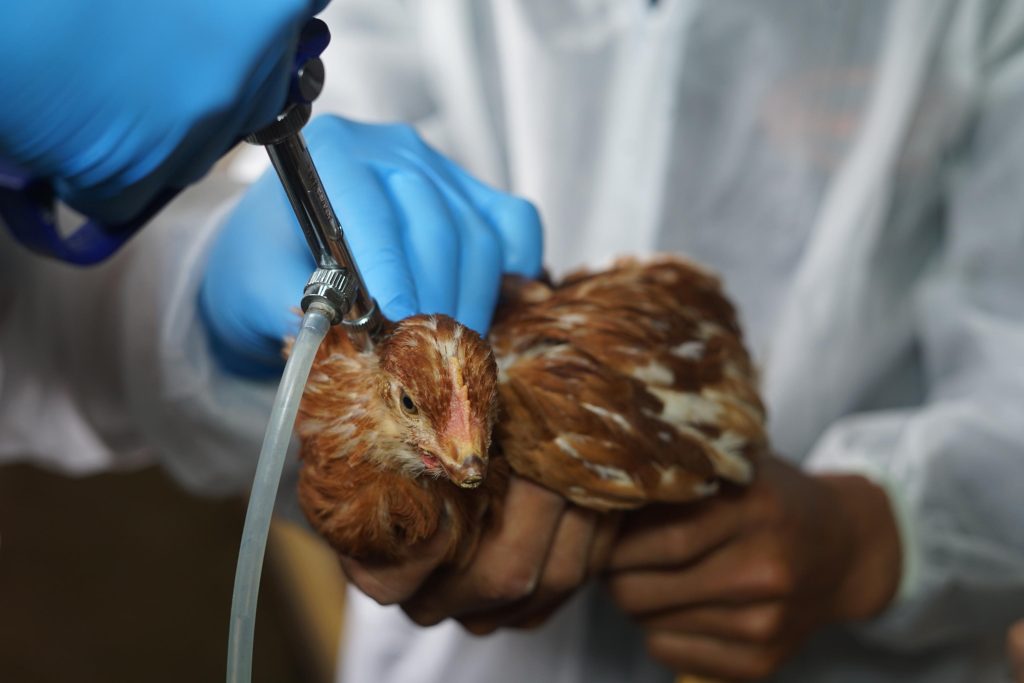 Cina, primo decesso per aviaria H3N8, muore una 56enne