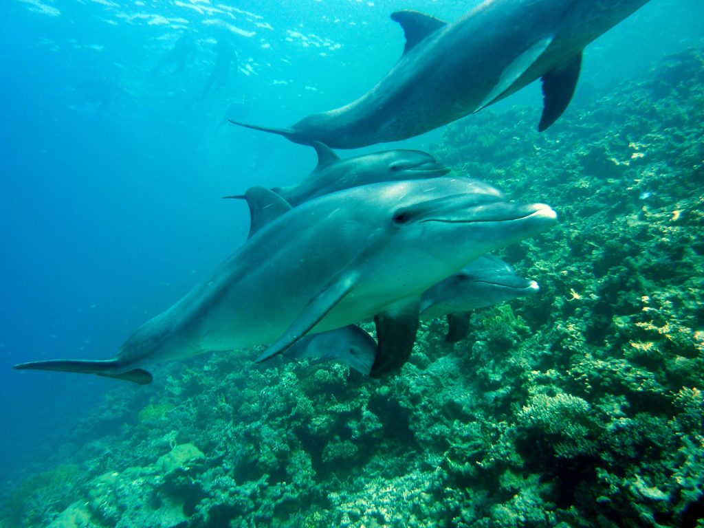 Hawaii, 33 persone denunciate per aver nuotato vicino ai delfini