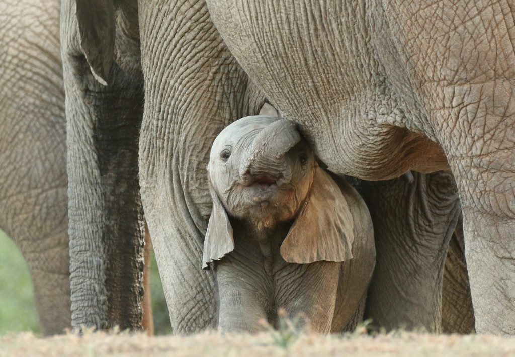 Sudafrica: parco eolico vicino a riserva naturale, si teme per gli elefanti