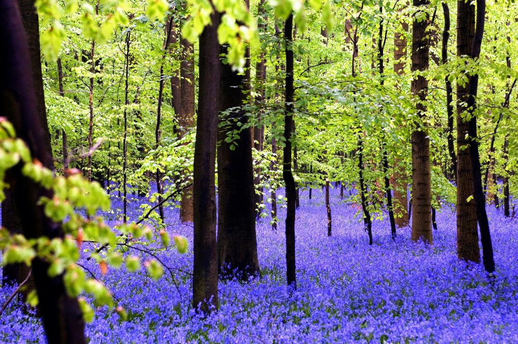 Hallerbos, la magica foresta blu situata nelle Fiandre
