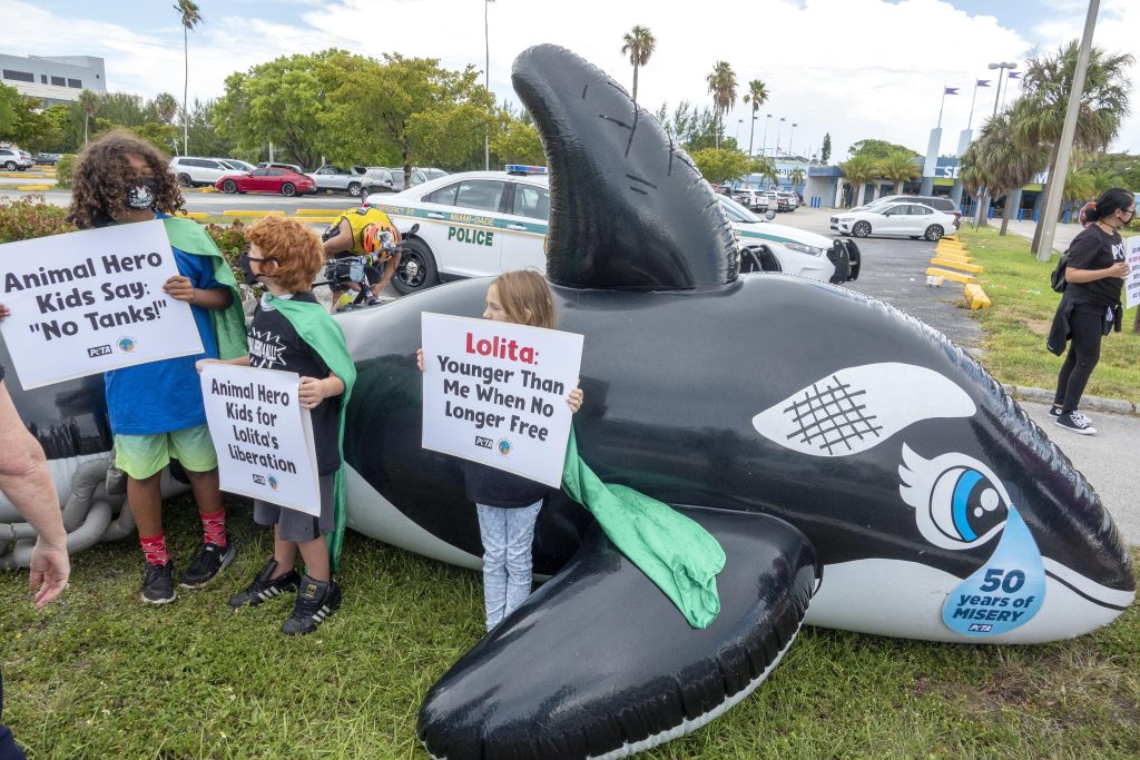 Torna libera Lolita, l’orca in cattività da 50 anni