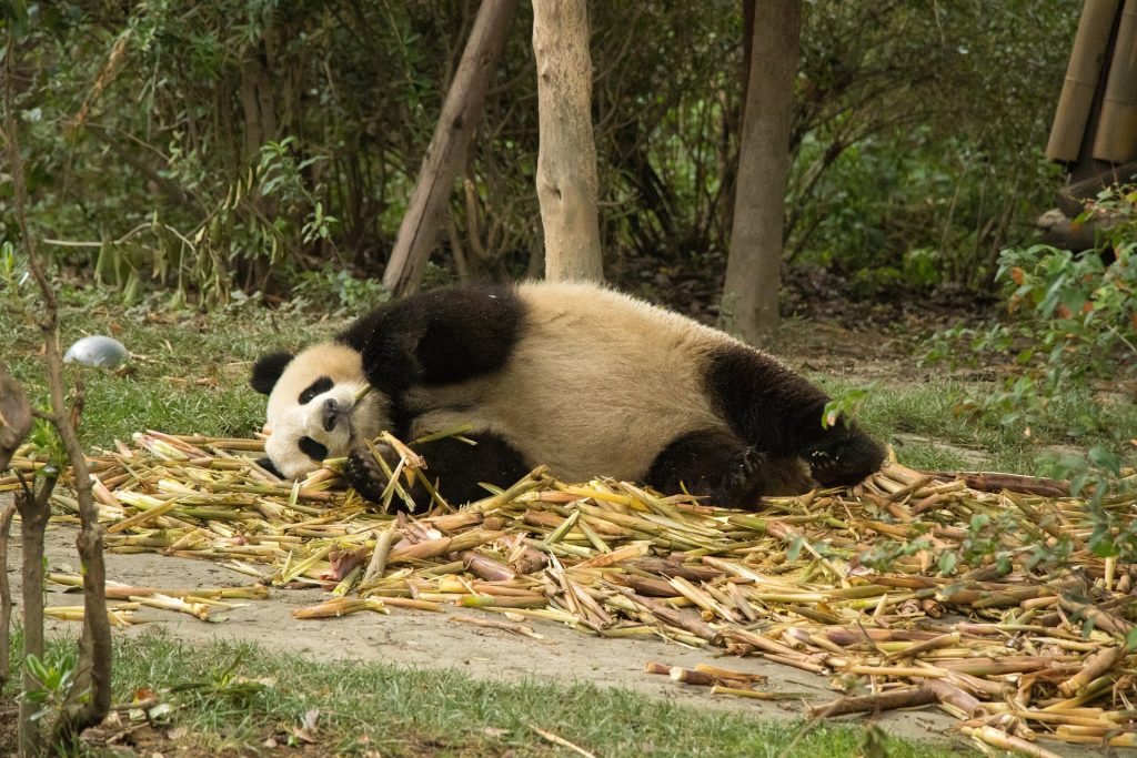 Ya Ya, la panda gigante, torna in Cina dopo 20 anni