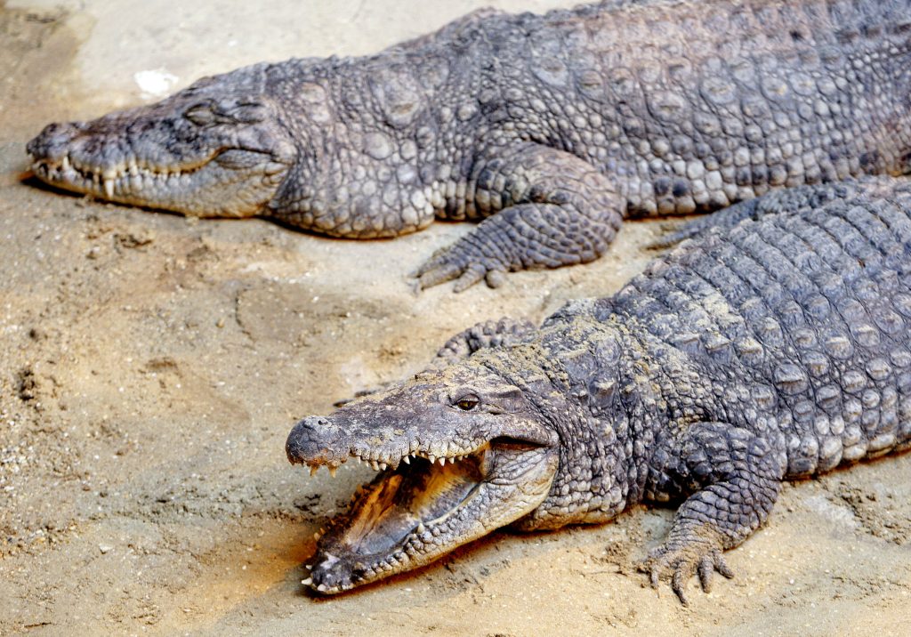 Cambogia, 72enne morto divorato da 40 coccodrilli