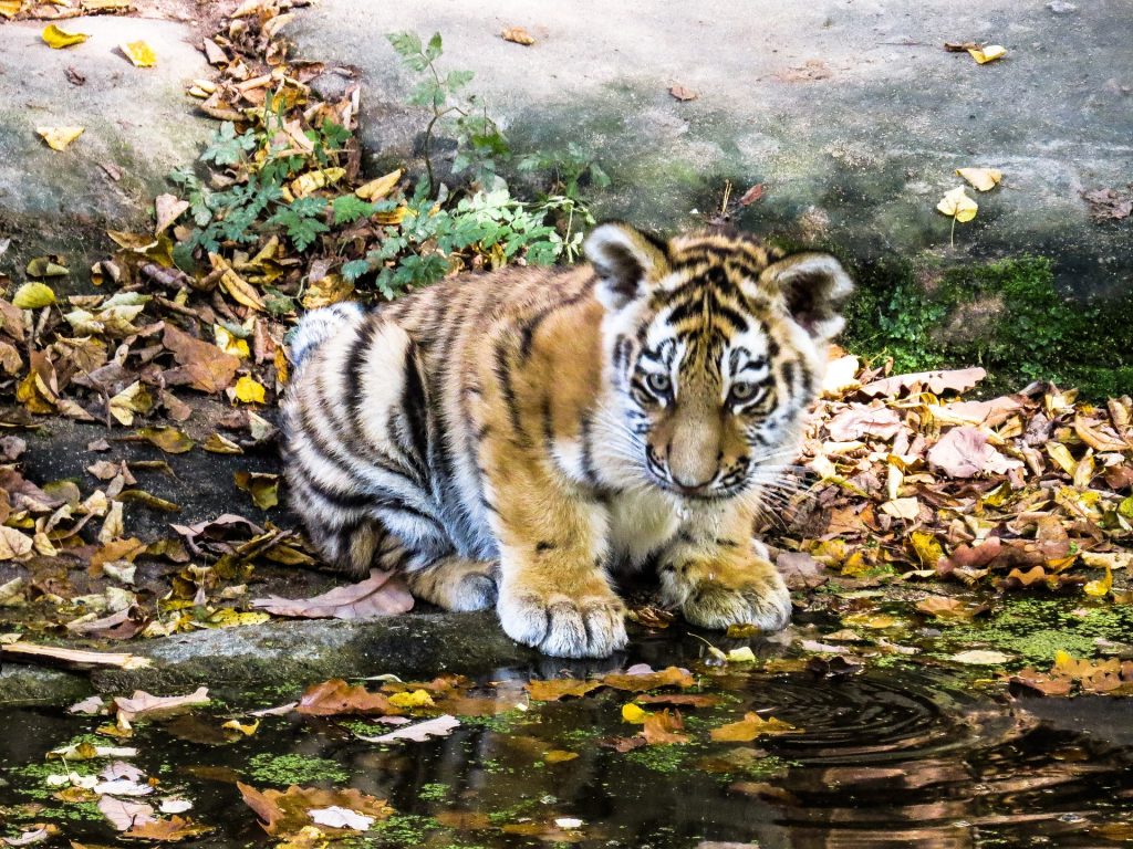 Nascita di tigri reali del Bengala dopo 18 anni allo zoo di Delhi