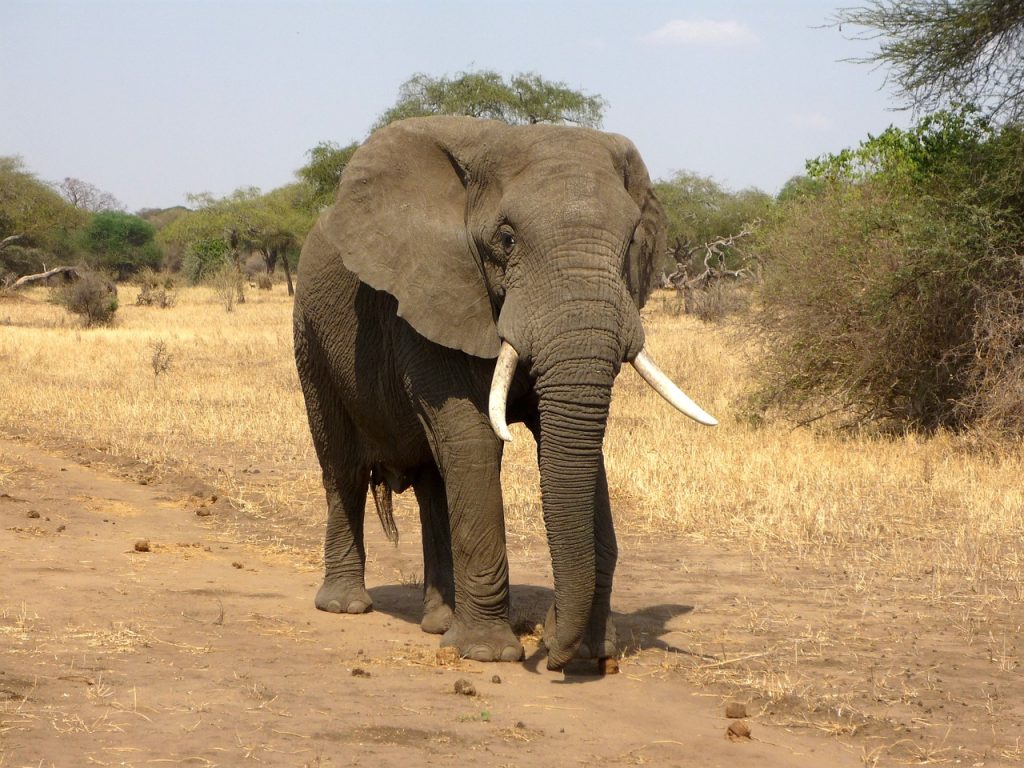 Elefante scappa dal circo e gironzola per strada